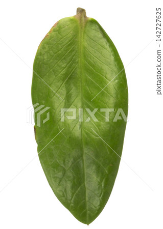 leaf leaves isolated on white background collection leaf leaves isolated on white background collection 142727625