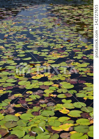 [Kurosawa Marshland] (Miyoshi City, Tokushima Prefecture) 142727655