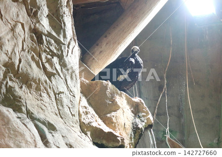 Large Bird Perched on a Rocky Ledge Near a Waterfall in an Aviary Large Bird Perched on a Rocky Ledge Near a Waterfall in an Aviary 142727660