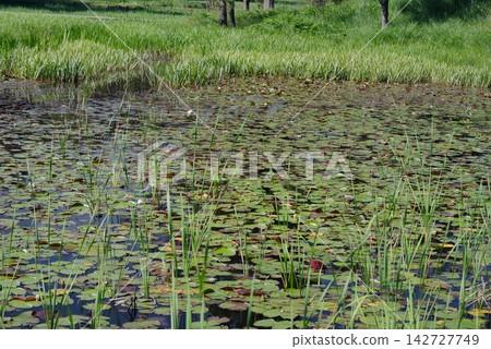 [Kurosawa Marshland] (Miyoshi City, Tokushima Prefecture) 142727749