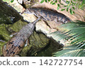 Two Gharials Resting on Rocks Near Water in a Zoo Enclosure 142727754