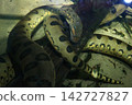 Coiled Green Anaconda Resting on a Submerged Log Underwater 142727827