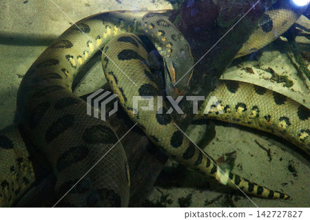 Coiled Green Anaconda Resting on a Submerged Log Underwater 142727827