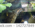 Green Anaconda Head Breaking the Water Surface in an Aquarium 142727849