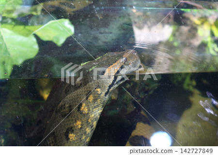 Green Anaconda Head Breaking the Water Surface in an Aquarium Green Anaconda Head Breaking the Water Surface in an Aquarium 142727849