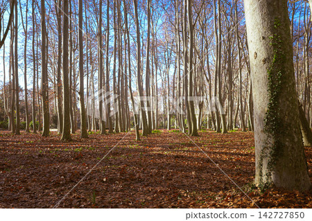 Autumn Trees in La Devesa Park in Girona Spain 142727850