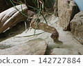 Venomous Snake Resting on Sand Among Rocks in a Terrarium 142727884