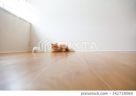 A medium-haired tabby cat on the floor and its food bowl. A medium-haired tabby cat on the floor and its food bowl. 142728069