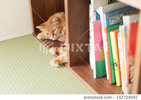 一隻虎斑貓躲在榻榻米房間的書架之間 一隻虎斑貓躲在榻榻米房間的書架之間 142728092