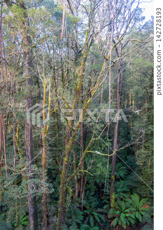 Eucalyptus forest view from a treetop walk in Great Otway National Park, Australia 142728193