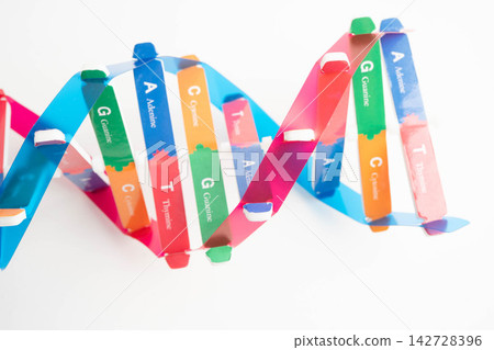 DNA molecule spiral structure model isolated on white background, chromosome and gene chemical science biology. DNA molecule spiral structure model isolated on white background, chromosome and gene chemical science biology. 142728396
