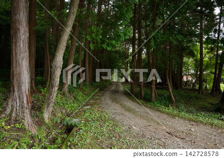 森林公路 142728578