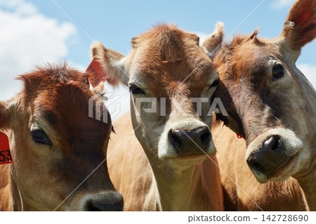 Cattle, agriculture and cows on farm with sustainable livestock for dairy production in summer. Animals, face and healthy herd for beef farming, industry and outdoor on Texas ranch in countryside Cattle, agriculture and cows on farm with sustainable livestock for dairy production in summer. Animals, face and healthy herd for beef farming, industry and outdoor on Texas ranch in countryside 142728690