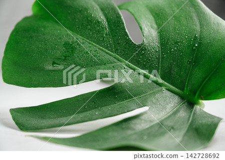 Monstera leaf texture with water droplets, eco and freshness concept Monstera leaf texture with water droplets, eco and freshness concept 142728692