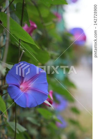 籬笆上盛開的藍色牽牛花;豎構圖,右側留白模糊;適合在初夏至夏季作為廣告和網路橫幅的背景圖片。 籬笆上盛開的藍色牽牛花;豎構圖,右側留白模糊;適合在初夏至夏季作為廣告和網路橫幅的背景圖片。 142728900