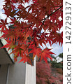 Maple  142729137