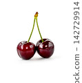 black Cherries on white background 142729914