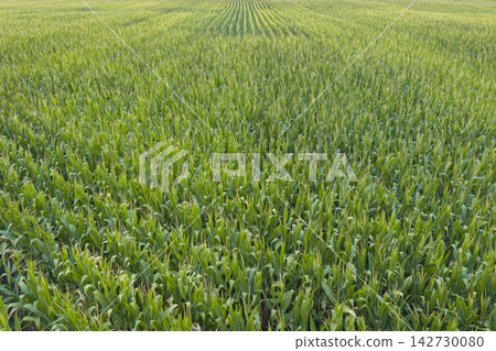 background and texture of corn field in central MIssouri, aerial view in a middle of summer background and texture of corn field in central MIssouri, aerial view in a middle of summer 142730080