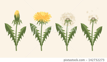 Dandelion Life Cycle Stages. Set of dandelion flowers. Botanical Illustration. Dandelion Life Cycle Stages. Set of dandelion flowers. Botanical Illustration. 142732273