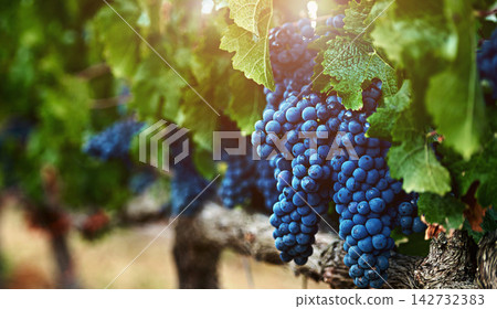 Nature, bunch of grapes and vineyard with sunshine, farming and harvest with quality control, environment and plants. Fruit, outdoor or wellness with agriculture, produce or sustainability with leafs Nature, bunch of grapes and vineyard with sunshine, farming and harvest with quality control, environment and plants. Fruit, outdoor or wellness with agriculture, produce or sustainability with leafs 142732383