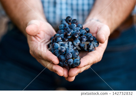Vineyard, grapes and hands of farmer in outdoor for harvest, growth or agriculture in countryside. Sustainability, fruit and man with produce for wine making, viticulture or farming in Tuscany Vineyard, grapes and hands of farmer in outdoor for harvest, growth or agriculture in countryside. Sustainability, fruit and man with produce for wine making, viticulture or farming in Tuscany 142732832