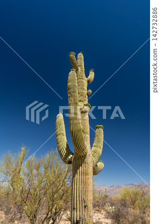 Tall Saguaro cactus with buds against deep blue Arizona sky, USA Tall Saguaro cactus with buds against deep blue Arizona sky, USA 142732886
