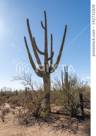 Saguaro cactus arms reaching towards clear blue sky, Saguaro National Park Saguaro cactus arms reaching towards clear blue sky, Saguaro National Park 142732926