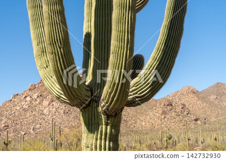 Saguaro cactus arms reaching towards clear blue sky, Saguaro National Park Saguaro cactus arms reaching towards clear blue sky, Saguaro National Park 142732930