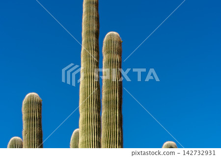 Saguaro cactus arms reaching towards clear blue sky, Saguaro National Park Saguaro cactus arms reaching towards clear blue sky, Saguaro National Park 142732931
