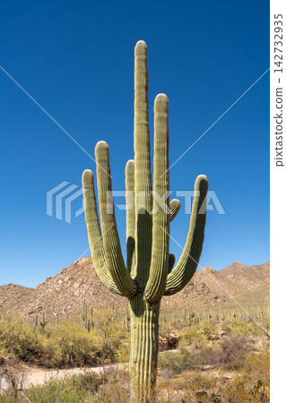 Saguaro cactus arms reaching towards clear blue sky, Saguaro National Park Saguaro cactus arms reaching towards clear blue sky, Saguaro National Park 142732935
