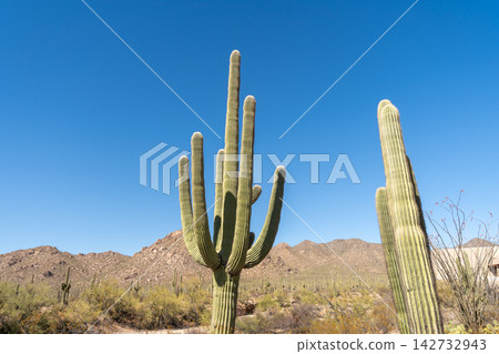 Saguaro cactus arms reaching towards clear blue sky, Saguaro National Park Saguaro cactus arms reaching towards clear blue sky, Saguaro National Park 142732943