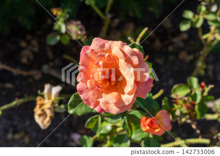 Vibrant Easy Does It Floribunda Rose in Full Bloom with Orange Petals. Vibrant Easy Does It Floribunda Rose in Full Bloom with Orange Petals. 142733006
