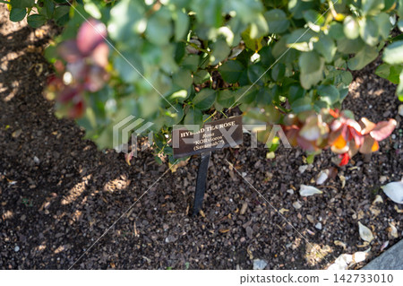 Hybrid Tea Rose Plant with Identification Sign in a Sunlit Garden Setting. Hybrid Tea Rose Plant with Identification Sign in a Sunlit Garden Setting. 142733010