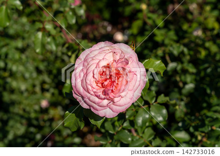 Beautiful Savannah Hybrid Tea Rose Blooms Brightly in Sunlit Garden Setting. 142733016