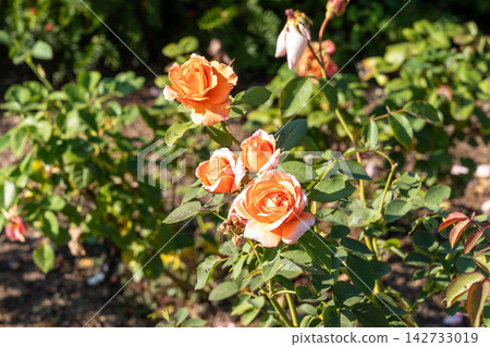 Close-up of Soul Sister Rose and Vibrant Orange Blooms in a Sunlit Garden. 142733019
