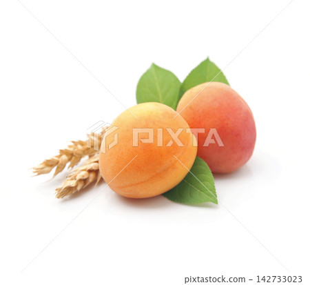 Sweet apricots with wheat on white backgrounds Sweet apricots with wheat on white backgrounds 142733023