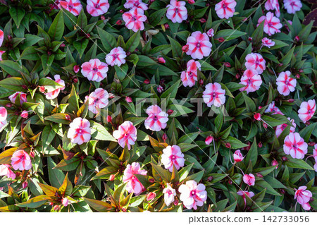 SunPatiens Compact Red Candy Flowers in Full Bloom with Lush Green Foliage. SunPatiens Compact Red Candy Flowers in Full Bloom with Lush Green Foliage. 142733056