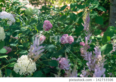 Lush summer garden with hydrangeas and astilbe flowers Lush summer garden with hydrangeas and astilbe flowers 142733506