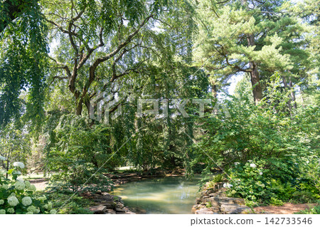 Lush garden with a tranquil stream and white hydrangeas Lush garden with a tranquil stream and white hydrangeas 142733546