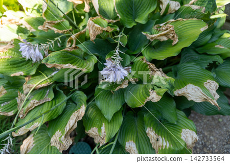 Blooming hosta plant with sun scorch damage on its leaves Blooming hosta plant with sun scorch damage on its leaves 142733564