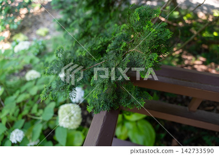 Lush green evergreen tree branch close up Lush green evergreen tree branch close up 142733590