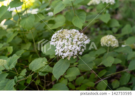 Close up of a white hydrangea flower in a lush garden Close up of a white hydrangea flower in a lush garden 142733595