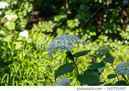 Close up of a white hydrangea flower in a lush garden 142733597