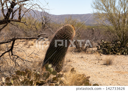 Barrel cactus and desert flora in Saguaro National Park, Arizona Barrel cactus and desert flora in Saguaro National Park, Arizona 142733626
