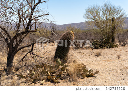 Barrel cactus and desert flora in Saguaro National Park, Arizona Barrel cactus and desert flora in Saguaro National Park, Arizona 142733628