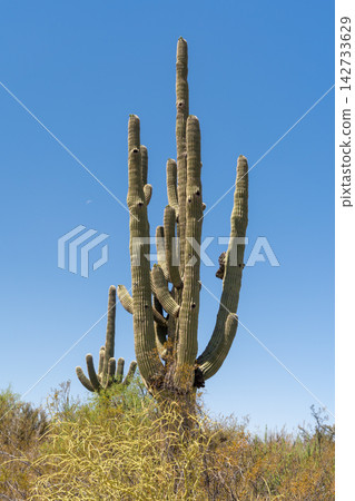 Majestic Saguaro cacti with bird nests against blue sky in Arizona Majestic Saguaro cacti with bird nests against blue sky in Arizona 142733629
