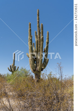 Majestic Saguaro cacti with bird nests against blue sky in Arizona Majestic Saguaro cacti with bird nests against blue sky in Arizona 142733631