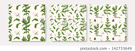 Green Hedge Hyssop Botanical Seamless Pattern Set Green Hedge Hyssop Botanical Seamless Pattern Set 142733649