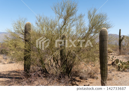 Saguaro cacti and Palo Verde in Arizona desert Saguaro National Park Saguaro cacti and Palo Verde in Arizona desert Saguaro National Park 142733687