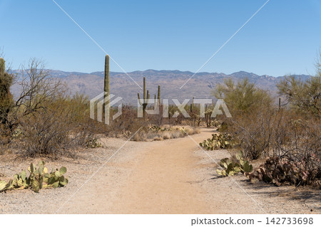 Hiking trail with Saguaro cacti, Saguaro National Park, Arizona Hiking trail with Saguaro cacti, Saguaro National Park, Arizona 142733698